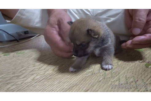 成約済の佐賀県の豆柴-151139の3枚目